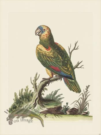 Edwards 162 Great green Parrot